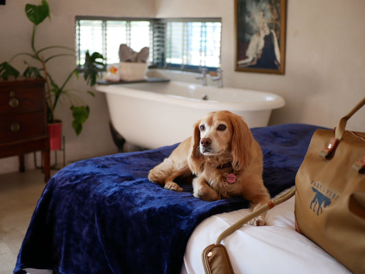 Bethnal & Bec. A luxury eco escape with your dog